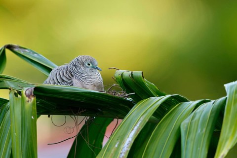 Peaceful Dove