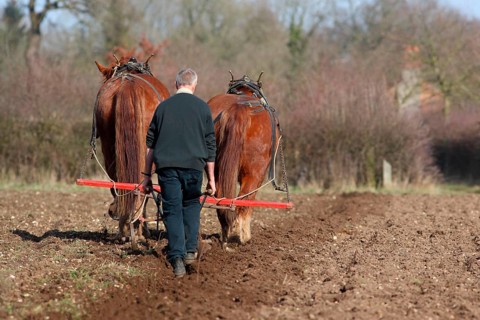 Heavy horse