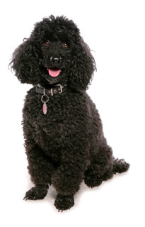 Domestic Dog