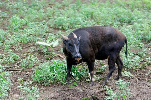Anoa