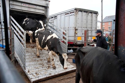 Cattle market