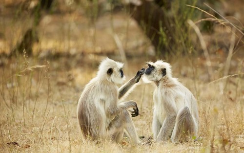 Northern Plains Grey Langur