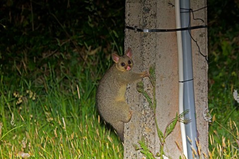 Common Brushtail Possum