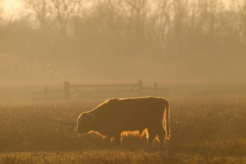 Domestic Cattle