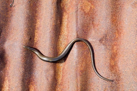 Slow worm