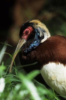 Madagascan ibis