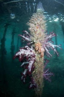 Soft glomerated tree coral