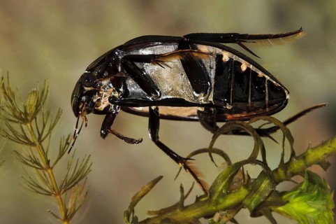 Large great silver water beetle