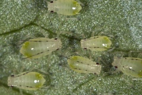 Greenhouse potato aphid