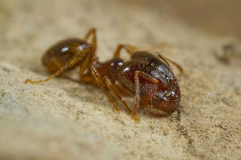 Mediterranean dimorphic ant