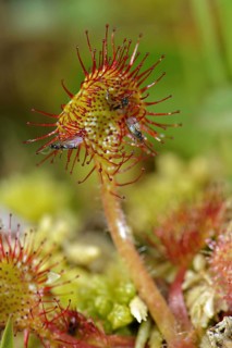 Round-leaved Sundew