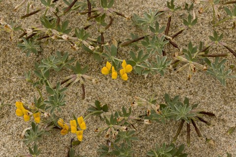 Flowering bird's-foot trefoil