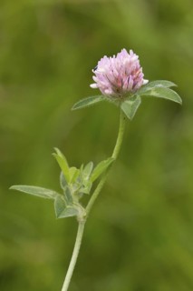 Red Clover