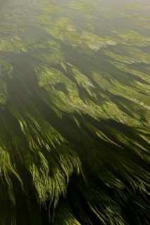 River Water-crowfoot