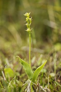 Flowering marsh orchid