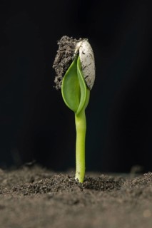 Sunflower seedling with cotyledons still enclosed in the seed coat or pericarp after germination