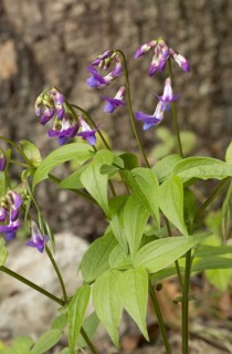 Lathyrus verna