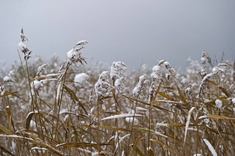 Common common reed