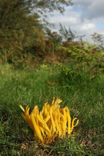 The fruiting body of Clavulinopsis yellow spindle coral