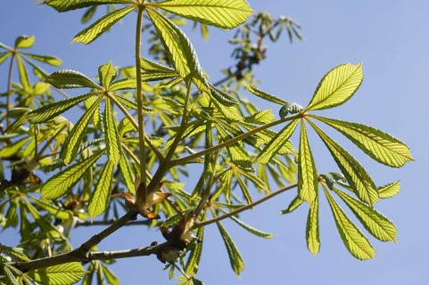 Young leaves on a horse chestnut