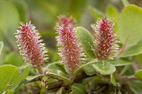 Gray willow