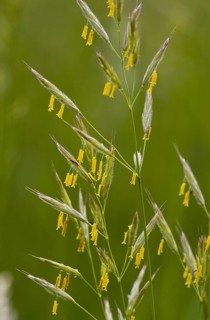 False Oat-grass