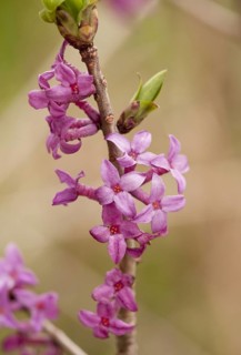Mezereon