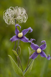 Solitary clematis