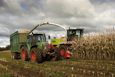 Maize