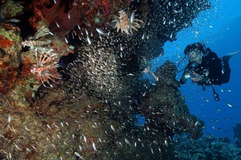 Diver and indian lionfish