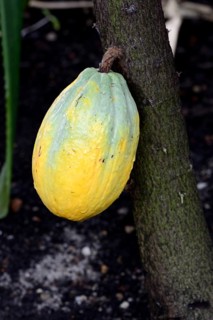 Cocoa fruit on cocoa tree
