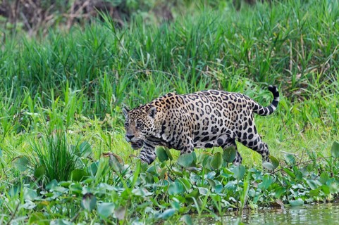 Jaguar