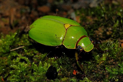 Leaf horn beetle from Ecuador