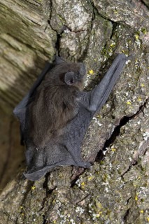 Common pipistrelle