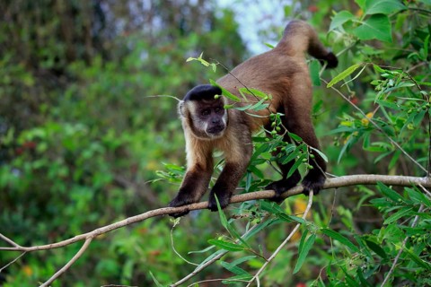 Brown Capuchin