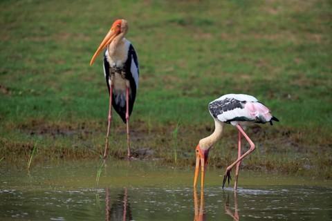 Black painted stork