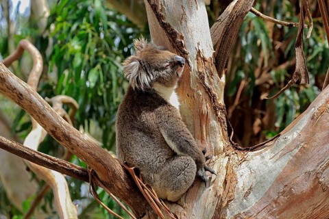 Koala