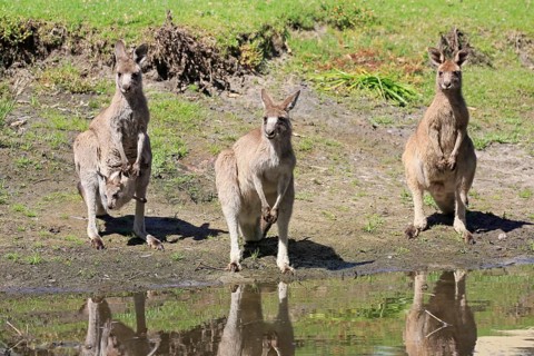 Eastern grey kangaroo