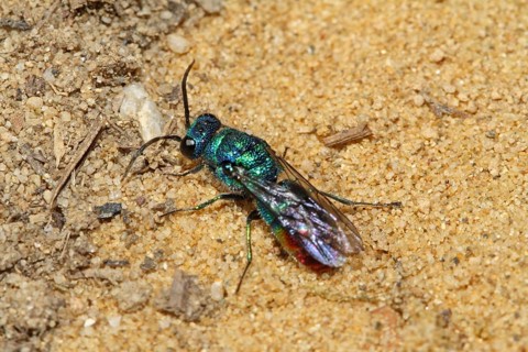 Blue-green gold wasp