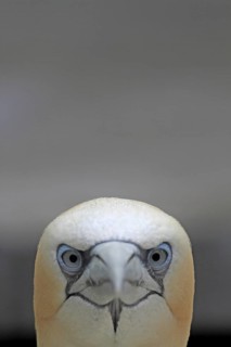 Gannets