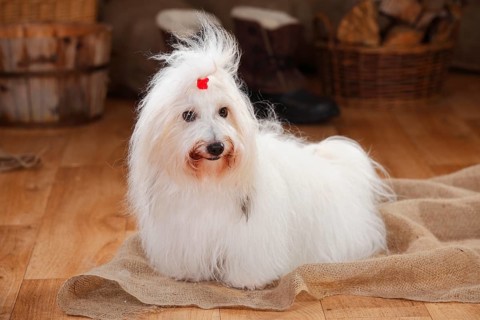 Coton de Tulear