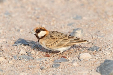 Fisherman's Sparrow-Lark