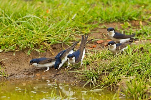 House Martin