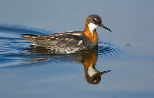 Red-necked phalarope