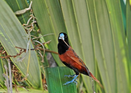 Atricapilla