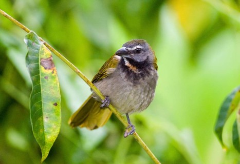 Buff-throated Saltator