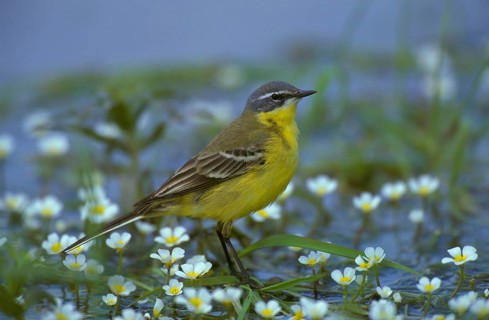 Blue-headed Wagtail