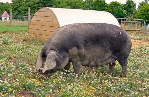 Domestic Pig