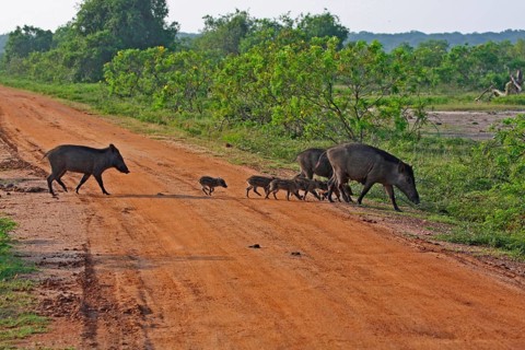 Indian Wild Boar Family Group