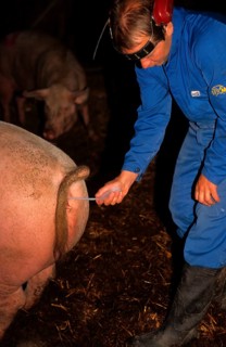 Pig farming
